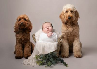 Newborn baby in a basket wrapped in white, with pet dogs sat either side of him. Image taken by Glasgow Newborn Baby photographer during photoshoot