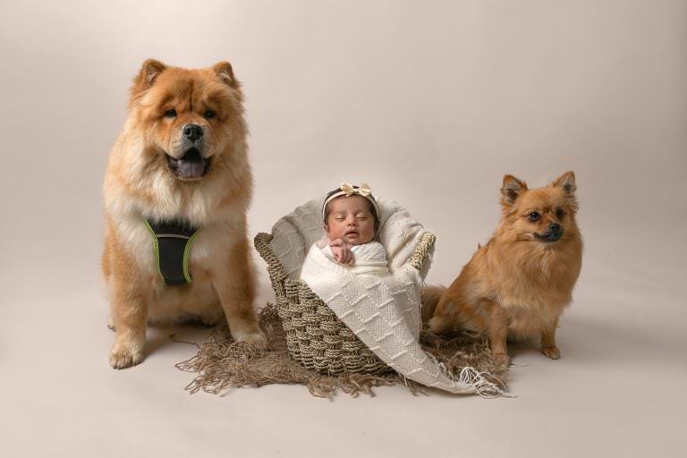 Baby in a basket with wet dogs either side. Image taken by Glasgow newborn photographer